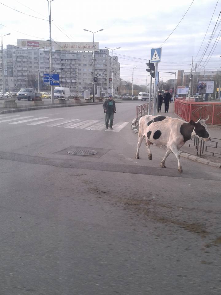 vaca (3)