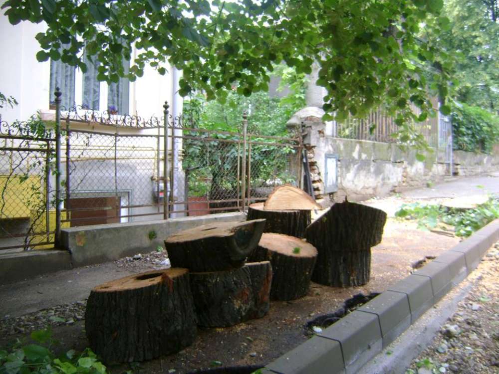 O firma de constructii din Valea Adanca, deranjata de copacii din Iasi. Primaria Iasi scoate drujbele la strada!