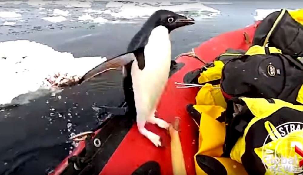 VIDEO VIRAL| Un pinguin a urcat la bordul unei bărci în Antarctica