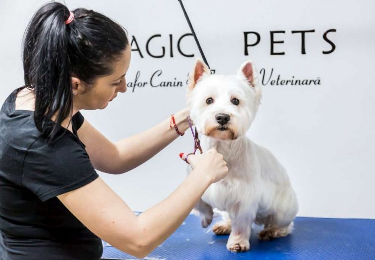 Magic Pets, coafor canin si farmacie veterinara, la Palas
