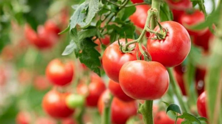 Tomatele viitorului sunt crescute cu ajutorul curentului electric la USV Iasi