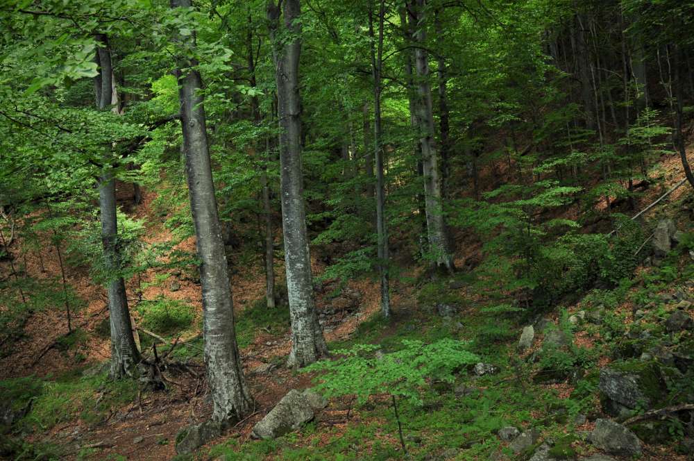 Peste două mii de hectare de păduri de stat administrate de Romsilva au fost incluse în Catalogul Național al Pădurilor Virgine și Cvasivirgine