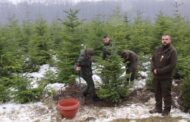Romsilva pune in vanzare peste 30 de mii de pomi de Crăciun  in sezonul sarbatorilor de iarna