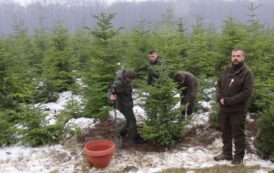 Romsilva pune in vanzare peste 30 de mii de pomi de Crăciun  in sezonul sarbatorilor de iarna