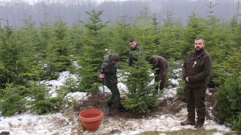 Romsilva pune in vanzare peste 30 de mii de pomi de Crăciun  in sezonul sarbatorilor de iarna