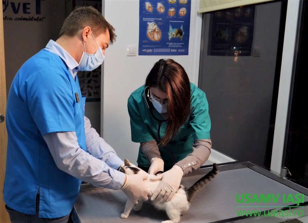 Peste 100 de cazuri tratate la spitalul veterinar al USV Iași,  în perioada Sărbătorilor de iarnă