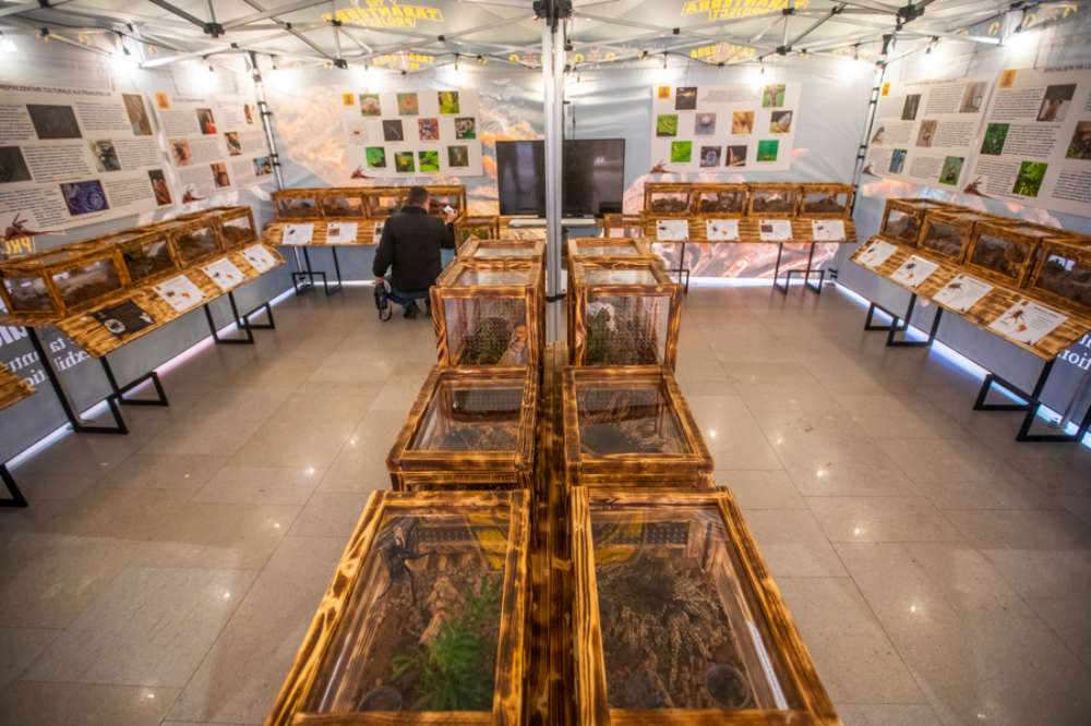 The Taranterra Project aduce în Palas o expoziție cu 36 de tarantule vii