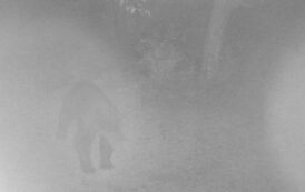 Primele imagini cu ursul fantoma din padurea Dobrovat. Prezenta acestuia a fost sesizata in zone frecventate de biciclisti