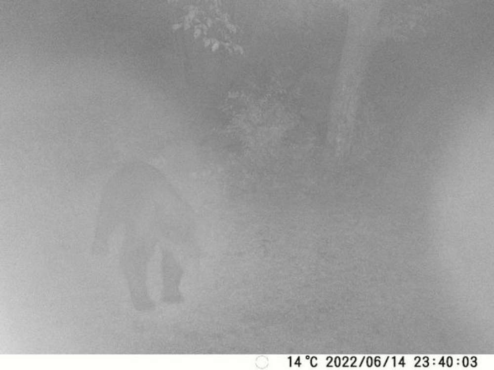 Primele imagini cu ursul fantoma din padurea Dobrovat. Prezenta acestuia a fost sesizata in zone frecventate de biciclisti