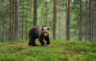 „Nu gestionati urșii cu pusca!”, solicita Greenpeace Uniunii Europene