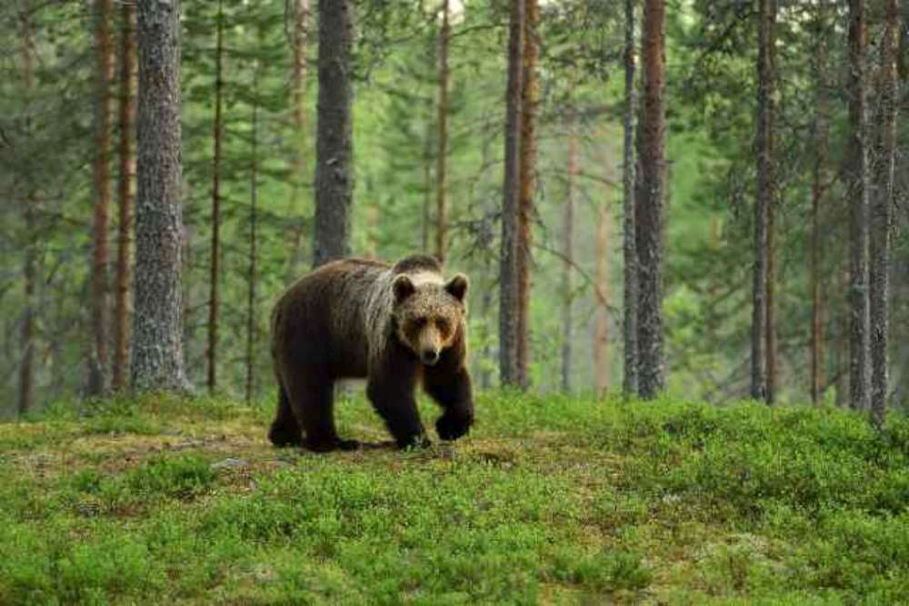 După sute de ani, ursul a revenit in codrii Iașilor! Activistii de mediu din Iasi lanseaza un SOS catre institutiile statului