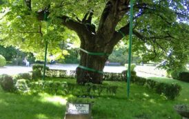EXCLUSIV! Teiul lui Eminescu, pus in pericol de un concert rock organizat de Primaria Iasi langa trunchiul arborelui monument