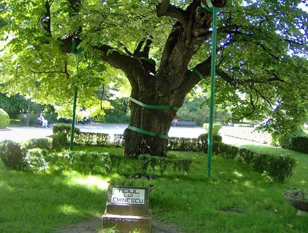 EXCLUSIV! Teiul lui Eminescu, pus in pericol de un concert rock organizat de Primaria Iasi langa trunchiul arborelui monument