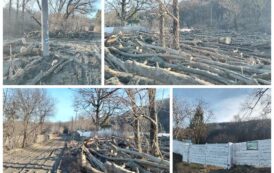 Imagini apocaliptice in padurea de la Barnova. Genocid ecologic girat de silvicultori. “Au dezlegare pentru taieri, in scopuri imobiliare”