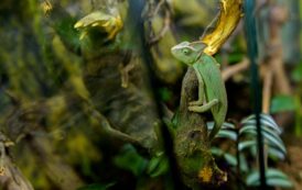 Boa constrictor, pitoni regali si cameleoni cu un colorit de exceptie, intr-o expozitie exotica de reptile, la Palas