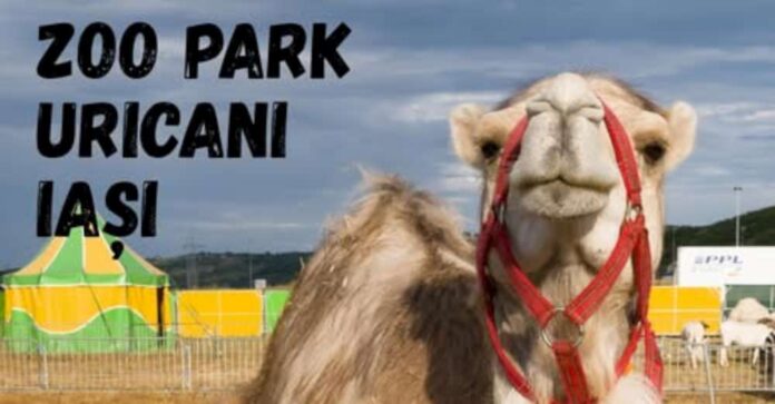zo park uricani